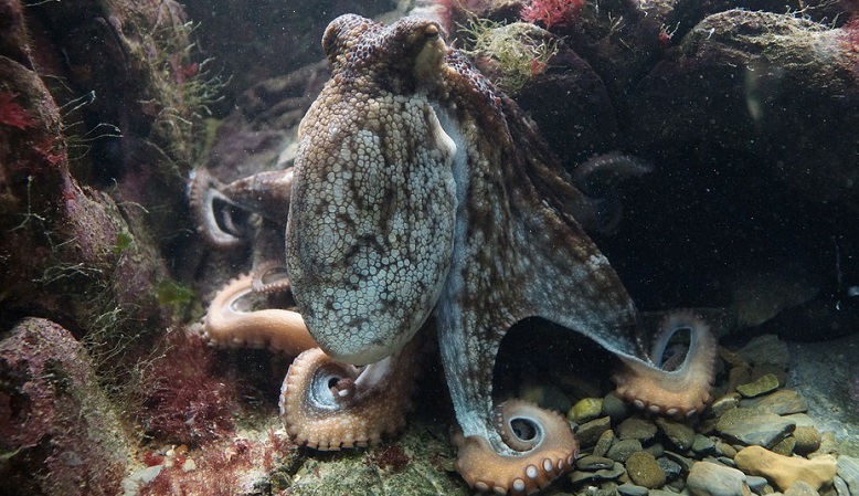 like-other-octopuses-the-giant-pacific-octopus-is-a-master-of-disguise