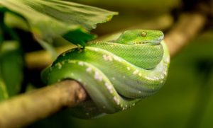 Biblical Meaning of Snakes in Dreams – Interpretation and Meaning