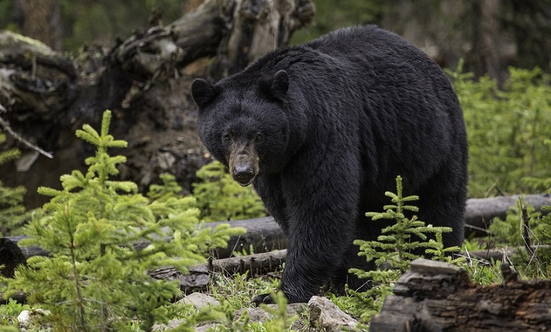 black-bear-dream-meaning-and-symbolism