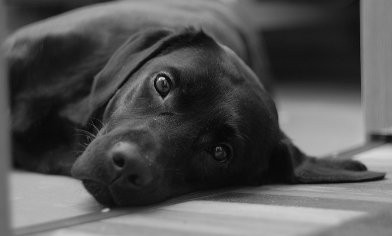 what does it mean to dream of a friendly black dog