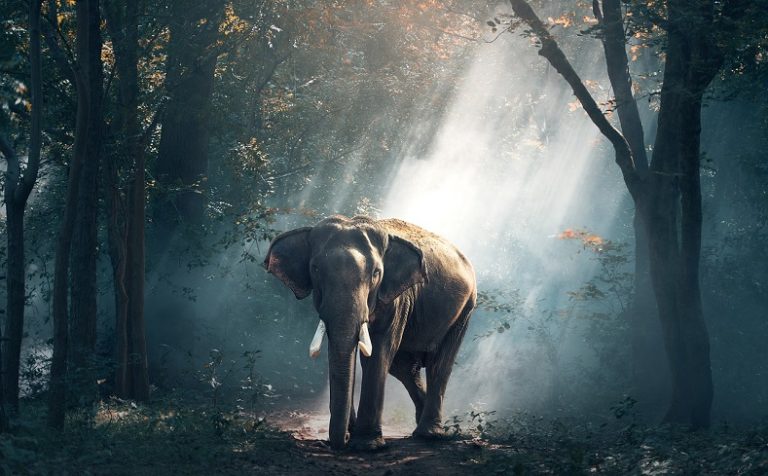 dreams-about-elephants-interpretation-and-meaning