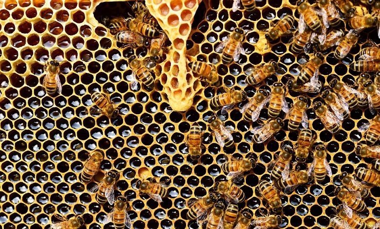 honey bee nest in house