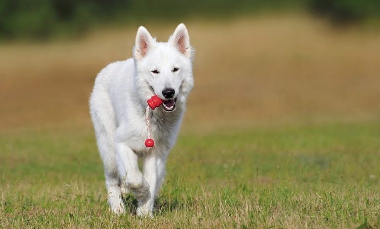 White Dog – Dream Meaning and Symbolism