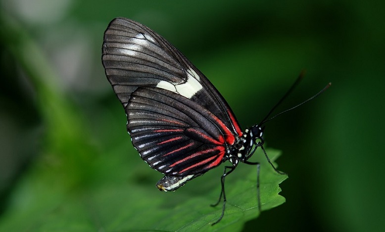 Black Butterfly Meaning And Symbolism