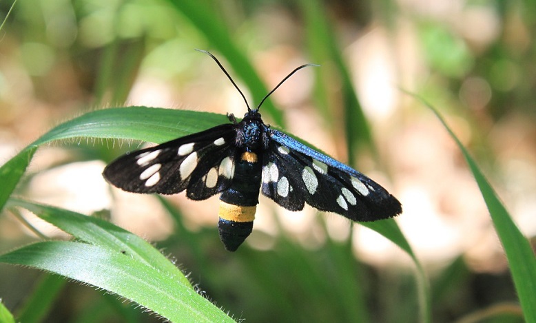 Black Moth Meaning And Symbolism