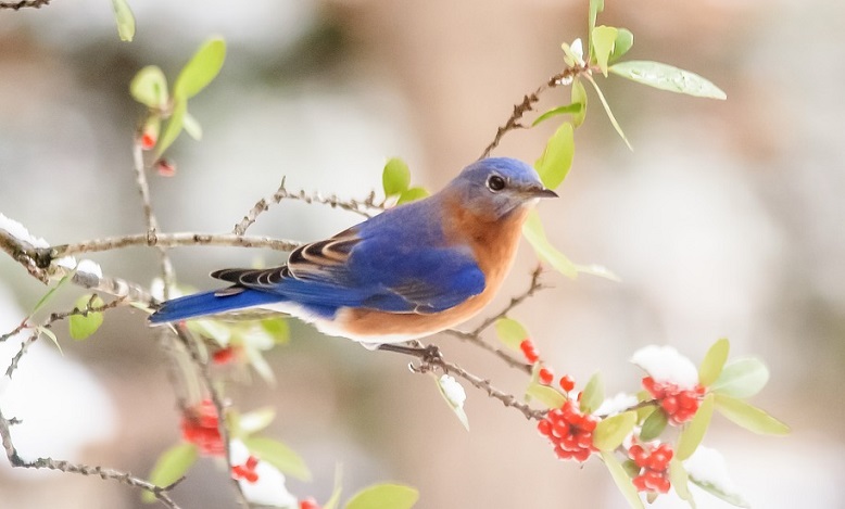 Blue Bird – Spirit Animal, Totem, Symbolism and Meaning - Meaning Zone