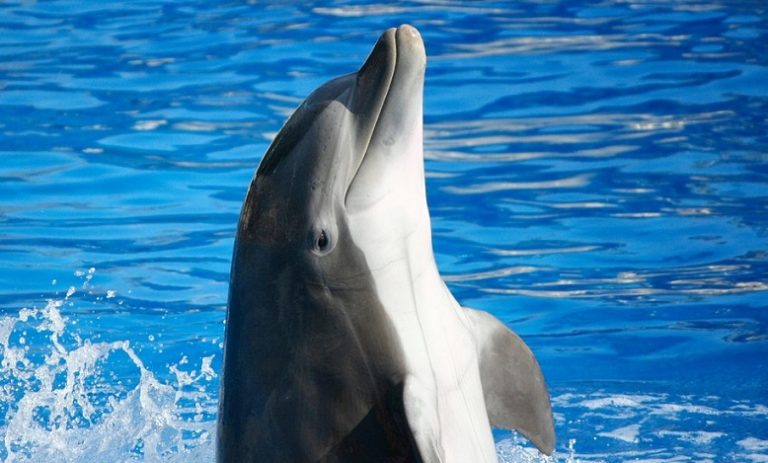 Dolphin – Spirit Animal, Totem, Symbolism and Meaning