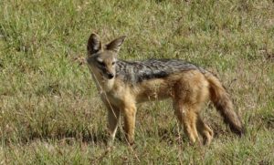 totem jackal symbolism