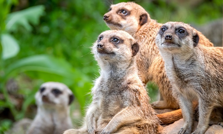 Meerkat – Spirit Animal, Totem, Symbolism and Meaning - Meaning Zone