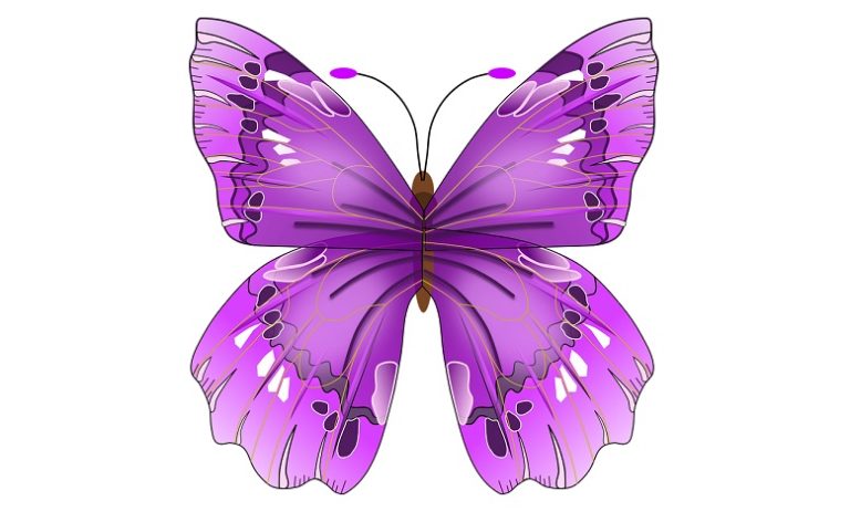 purple-butterfly-meaning-and-symbolism