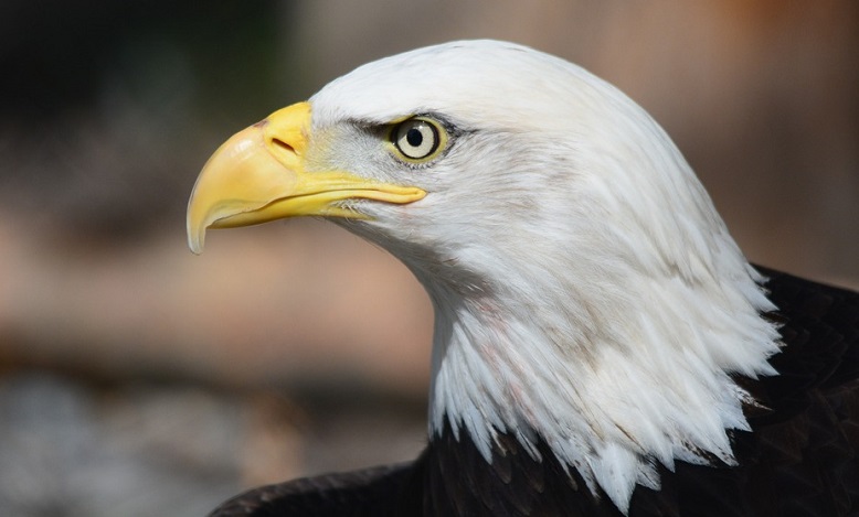 Spiritual Meaning Of Bald Eagle