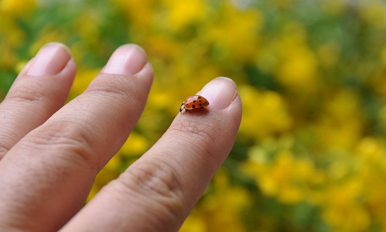 What Does It Mean When A Ladybug Lands On You 2 