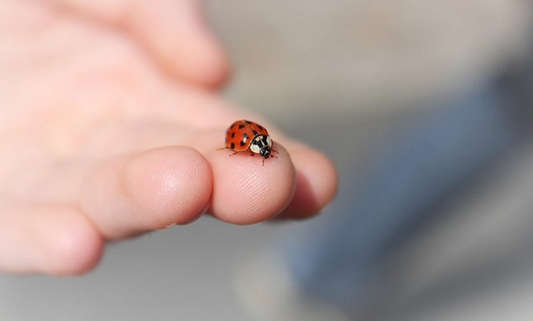 what-does-it-mean-when-a-ladybug-lands-on-you-meaning-zone