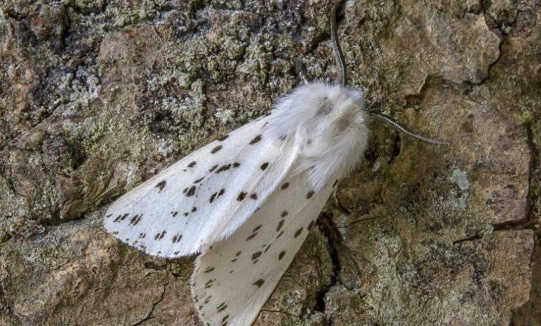 white-moth-meaning-and-symbolism