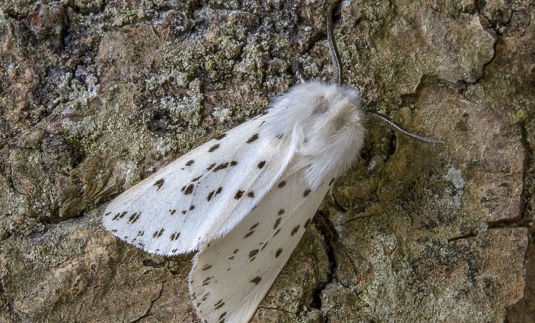 White Moth Meaning And Symbolism