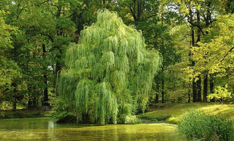 Willow Tree Song Meaning