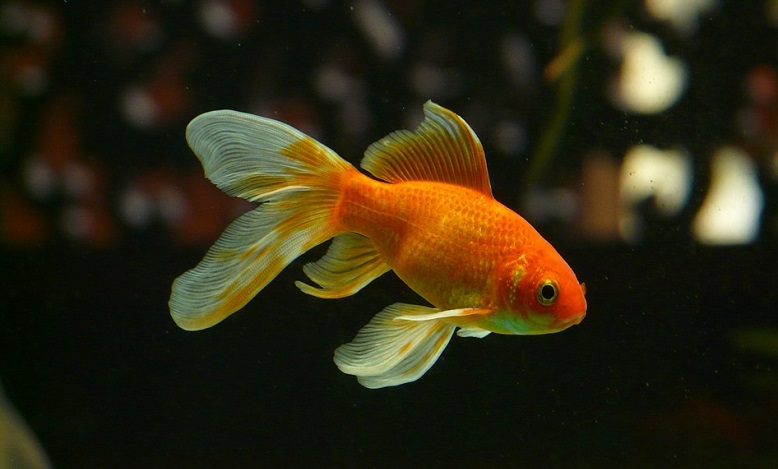 dream-of-goldfish-meaning-and-symbolism