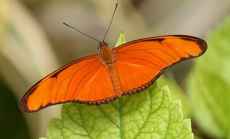 Orange Butterfly Meaning And Symbolism