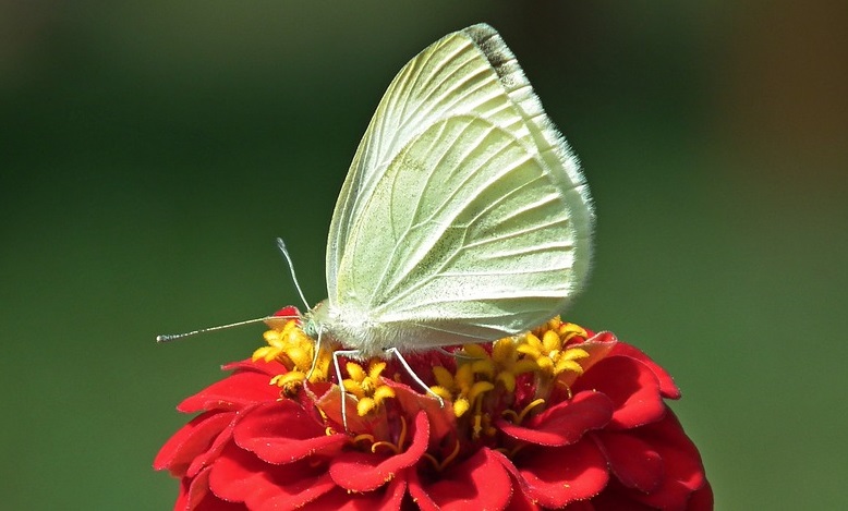 White Butterfly Meaning And Symbolism