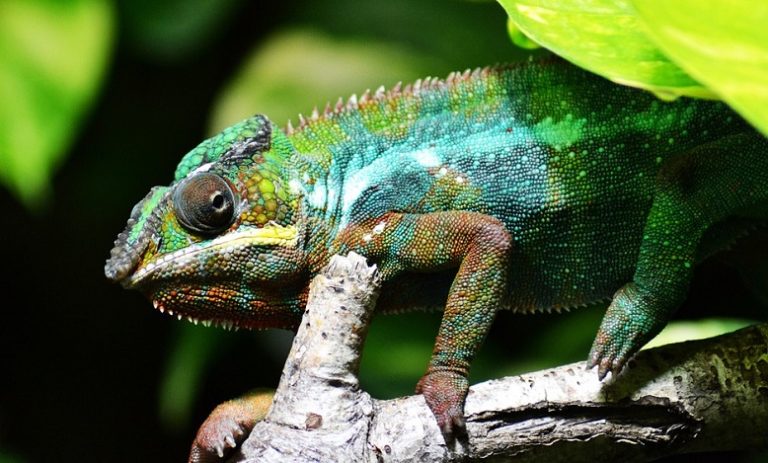 Chameleon – Spirit Animal, Totem, Symbolism and Meaning - Meaning Zone