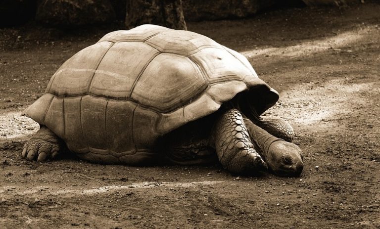 Dream of Tortoise – Meaning and Symbolism