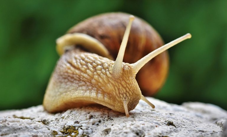 What Does It Mean To See Plenty Snails In The Dream