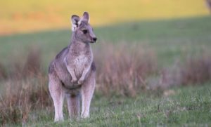 kangaroo kangourou totem symbolism 1920 inggris bahasa canguros pixabay canguro kenguri sposobnost nove ljudima komunikacije studije imaju pokazuju unterarten bimbel