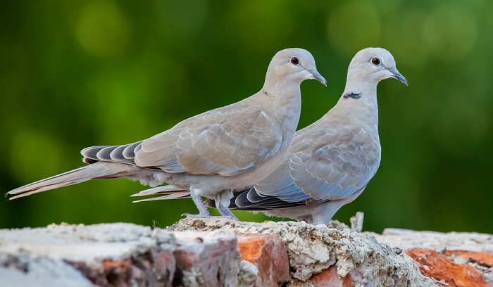 Spiritual Meaning Of A Pair Of Doves