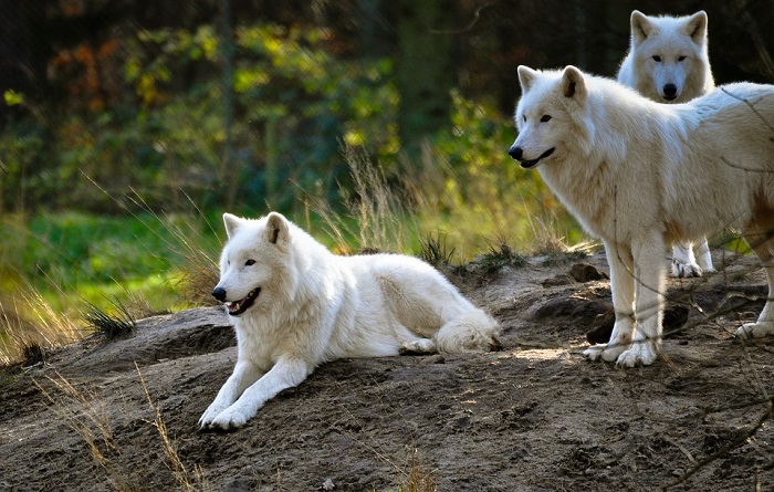 white wolf symbolism