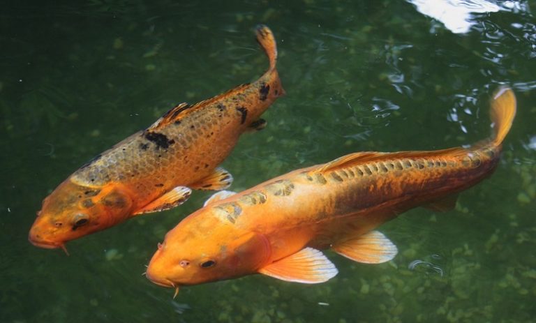 dreams-about-koi-fish-meaning-and-symbolism