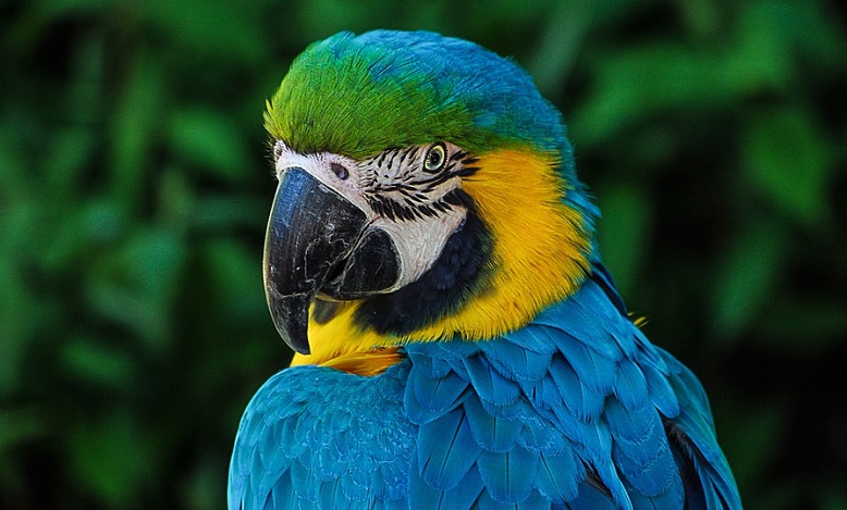 Papegoja – drömmening och symbolik 